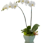 Opulent Orchids - Double