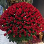 Shine of Red Rose's