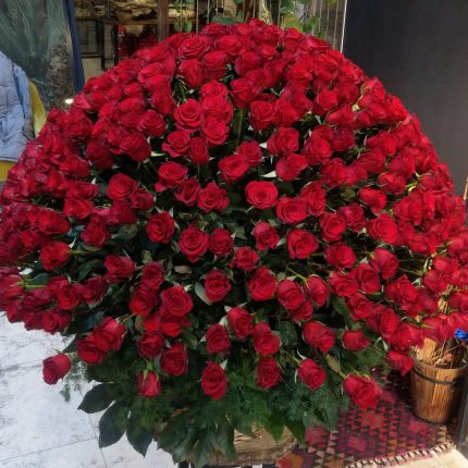 Shine of Red Rose's
